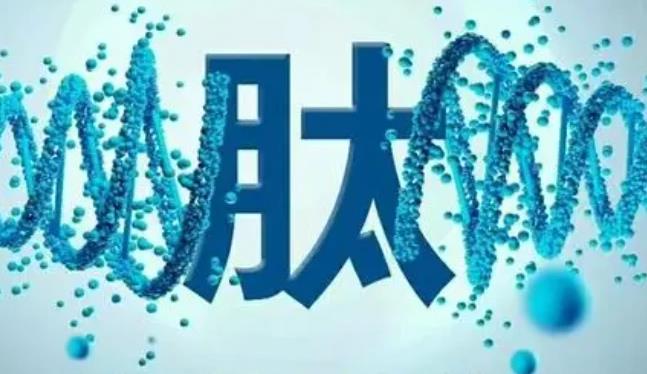 什么是肽？肽是什么？
