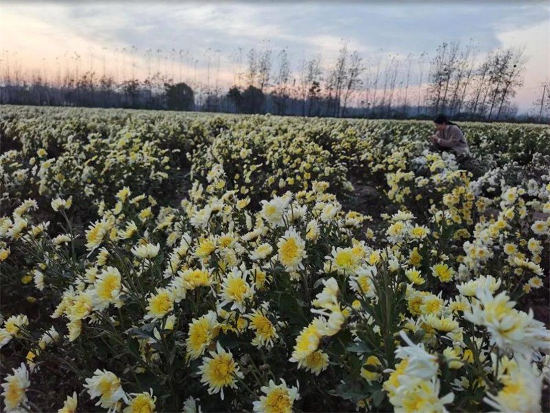 c4af087a20cd4a73849e55eb1fbcc88c